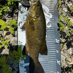 スモールマウスバス