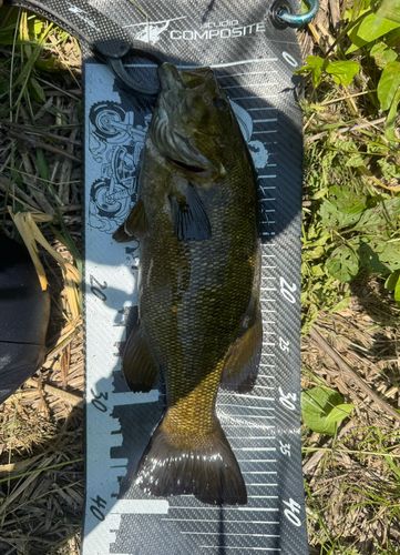スモールマウスバスの釣果