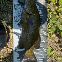 スモールマウスバス