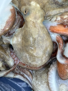 マダコの釣果