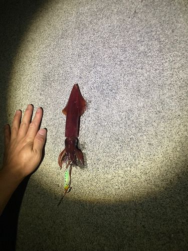 ケンサキイカの釣果