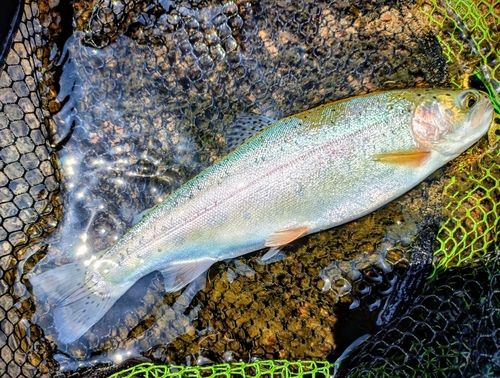 ニジマスの釣果