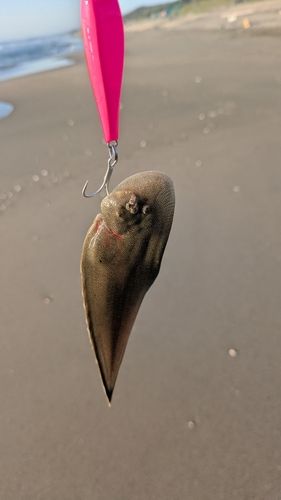 シタビラメの釣果