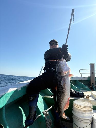 マダラの釣果