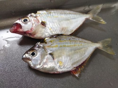 ヒイラギの釣果