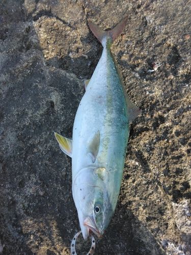 ハマチの釣果