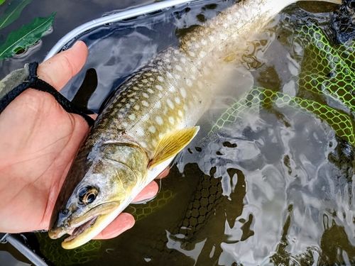 アメマスの釣果