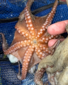 タコの釣果