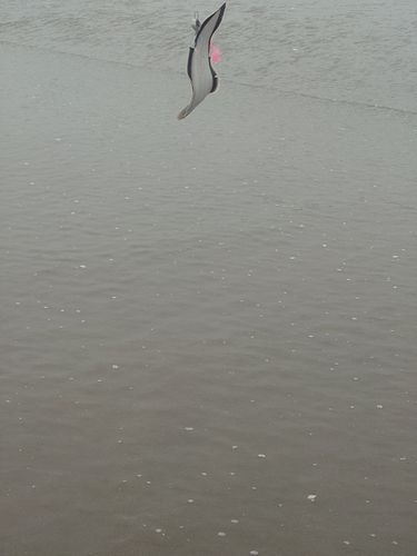 シタビラメの釣果