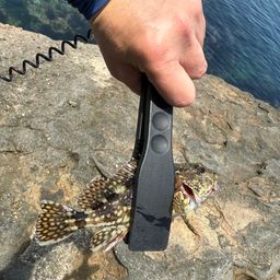 カサゴ