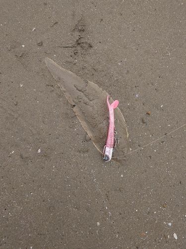 シタビラメの釣果