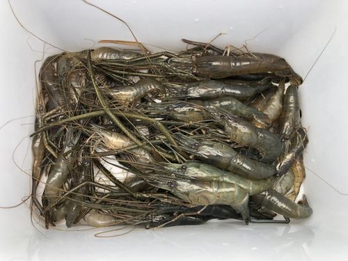 テナガエビの釣果
