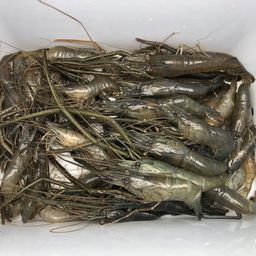 テナガエビ