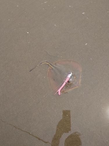 アカエイの釣果