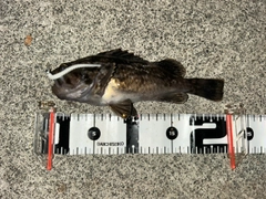 クロソイの釣果