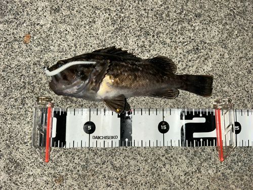 クロソイの釣果