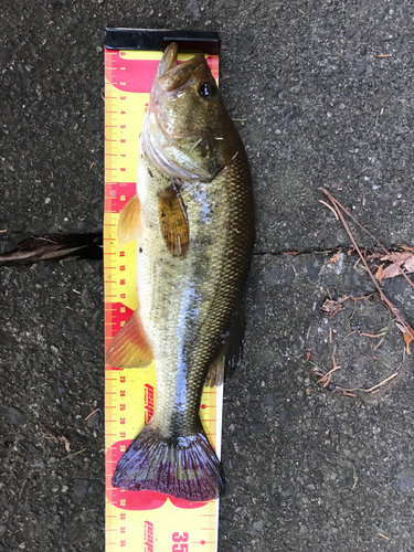 ブラックバスの釣果