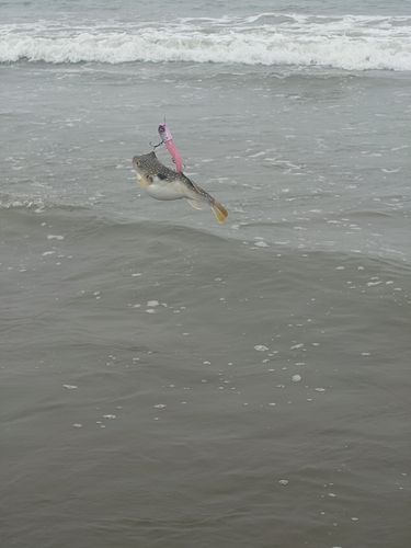 アカメフグの釣果