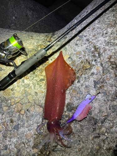 ケンサキイカの釣果