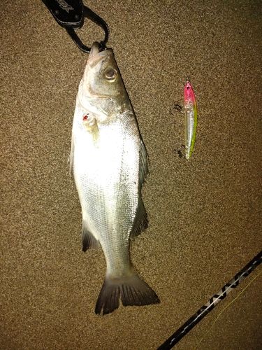 ヒラスズキの釣果