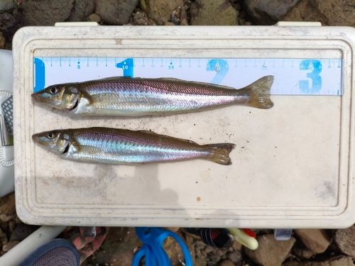 シロギスの釣果