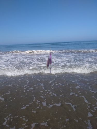 シタビラメの釣果