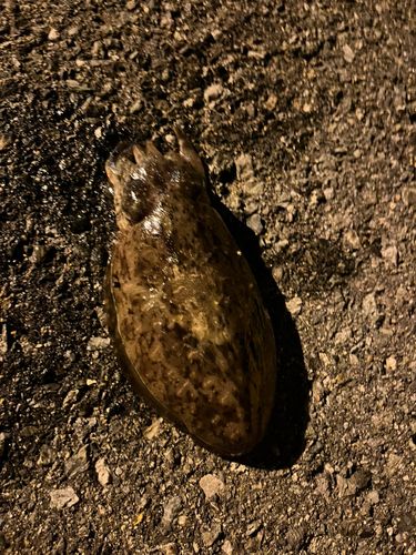 モンゴウイカの釣果