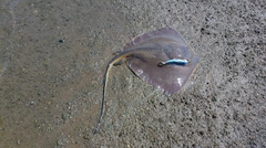 エイの釣果