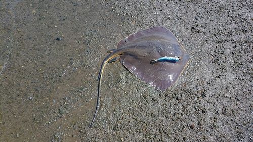 エイの釣果