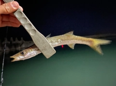 カマスの釣果