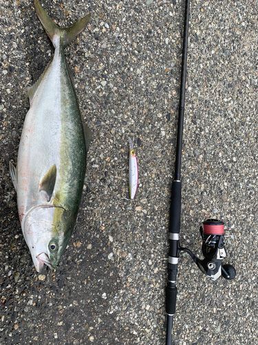 ワラサの釣果
