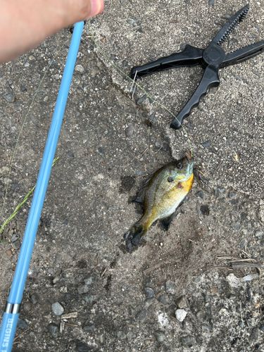 ブルーギルの釣果