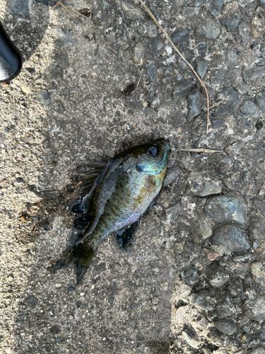 ブルーギルの釣果