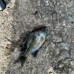 ブルーギル