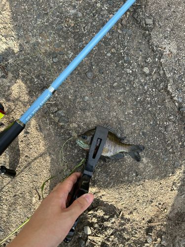ブルーギルの釣果