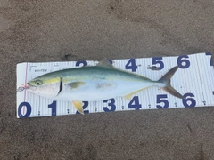 イナダの釣果