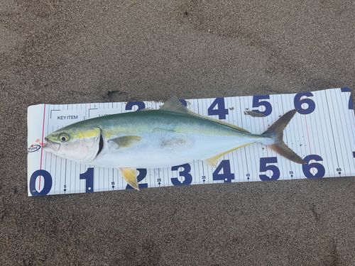 イナダの釣果