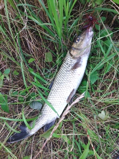 ニゴイの釣果