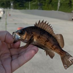 メバル