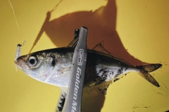 マアジの釣果