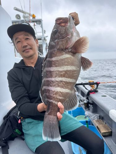 マハタの釣果