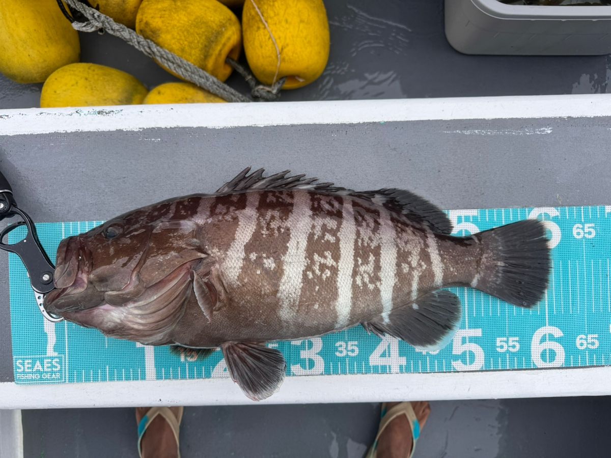 TATSUYA@SHINSHOUMARUさんの釣果 2枚目の画像