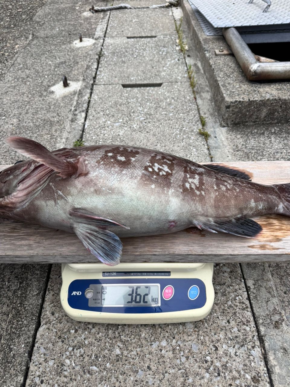 TATSUYA@SHINSHOUMARUさんの釣果 3枚目の画像