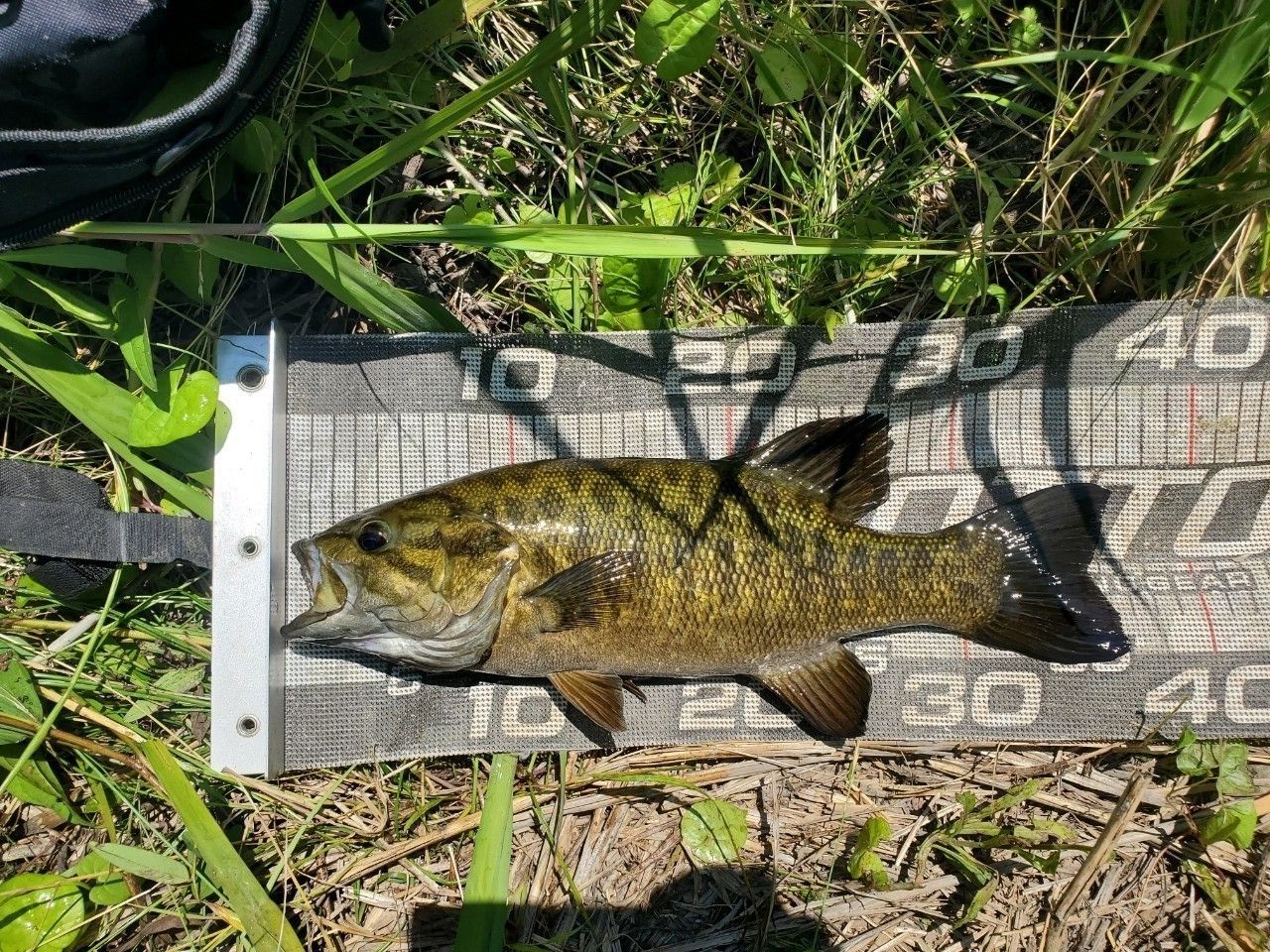 スモールマウスバス