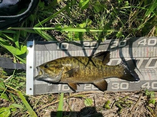 スモールマウスバスの釣果