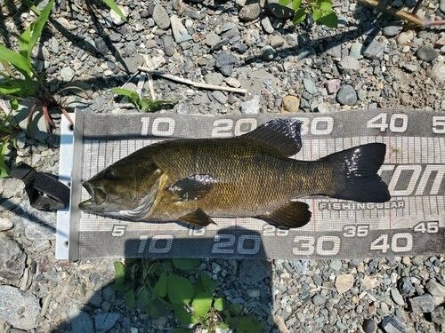 スモールマウスバスの釣果