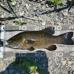 スモールマウスバス