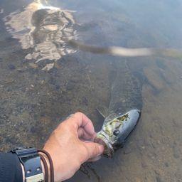 スモールマウスバス