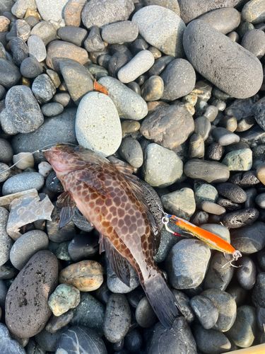 オオモンハタの釣果