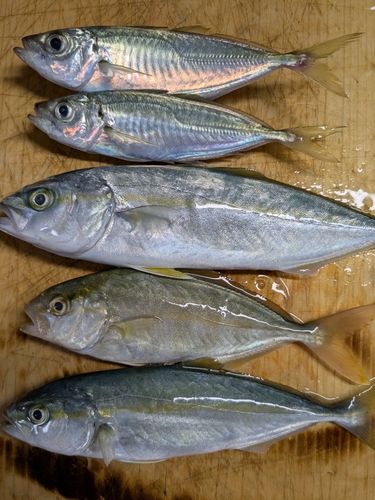 アジの釣果
